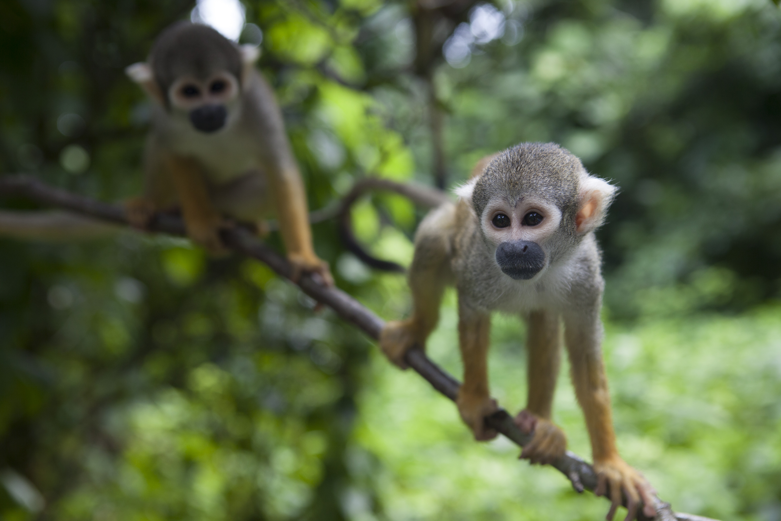 Squirrel monkeys from the PBS series "Your Inner Fish." Used with permission from Tangled Bank Studios, LLC. Copyright 2014. All rights reserved.