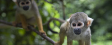 Squirrel monkeys from the PBS series "Your Inner Fish." Used with permission from Tangled Bank Studios, LLC. Copyright 2014. All rights reserved.