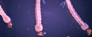 Aedes aegypti larvae. Credit: CDC/Harry D. Pratt.