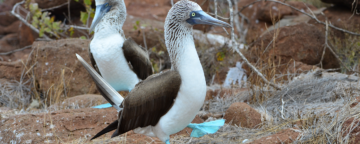 Blue-footed boobies. Credit: Paul Krawczuk/Flickr CC.