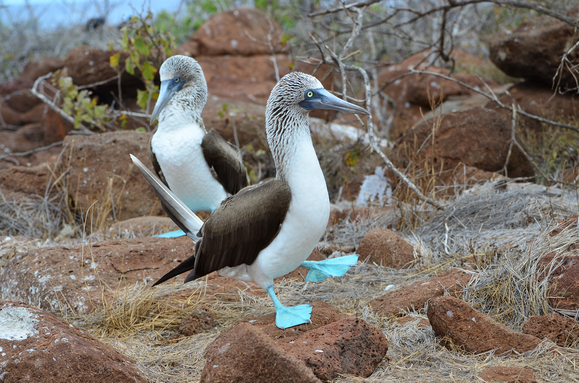 Blue-footed boobies. Credit: Paul Krawczuk/Flickr CC.