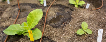 Genetically engineered tobacco plants. Credit: Claire Benjamin/Long Lab, University of Illinois.