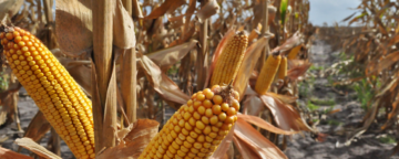 GM corn can withstand drought conditions due to better water efficiency. Credit: Monsanto Company.