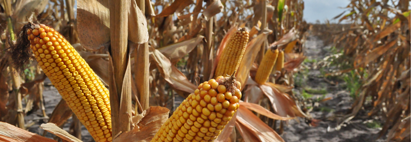 Genuity DroughtGard hybrid corn can withstand drought conditions due to better water efficiency. Credit: Monsanto Company.