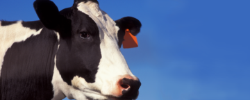 A U.S. Holstein cow, protected from mad cow disease (bovine spongiform encephalopathy) largely thanks to research from the USDA's Agriculture Research Service (ARS). Credit: USDA/Peggy Greb.