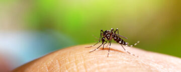 Picture of mosquito on a person's finger.