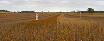 Multicolor soybean test plots in Ohio, planted by Croplan Genetics. A new APPC study shows conversion messages can sway public opinion on GM foods.