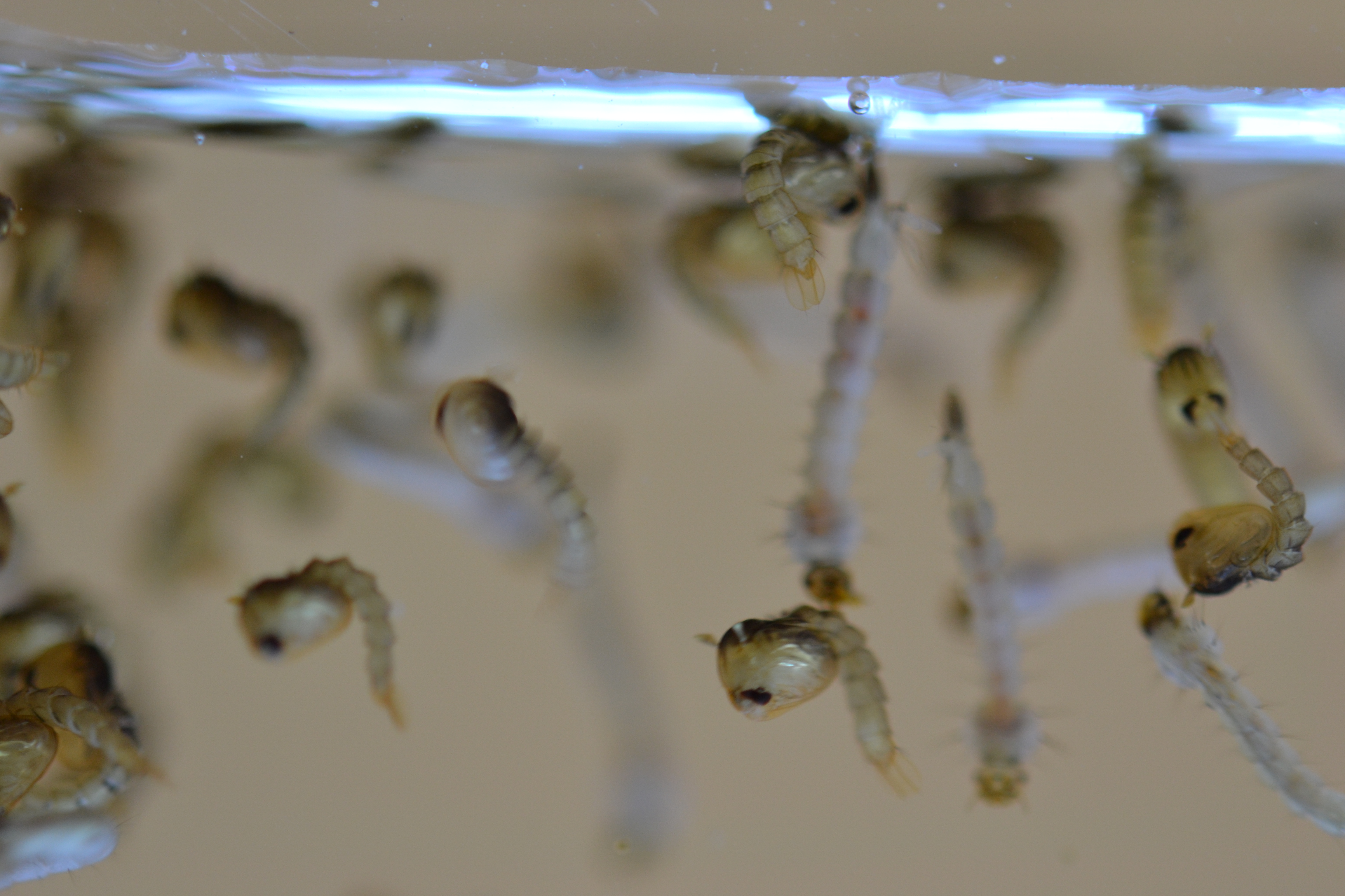 Oxitec (OX513A) mosquito larvae and pupae. Credit: Oxitec.