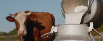 Farmer pours raw milk into can, with a cow and meadow in the background.