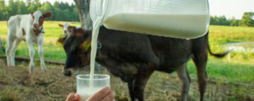 Picture of a person pouring milk from a glass carton into a drinking glass. Behind the carton and glass are three cows in a pasture.