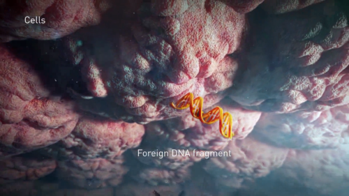 Still of a frame from the "How Do Cells Defend Against Foreign DNA?" video. Image depicts an orange DNA strand approaching a pink cell.