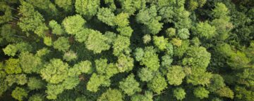 Tree canopy. Climate.