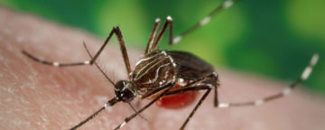 A female Aedes aegypti mosquito. Credit: CDC/James Gathany.