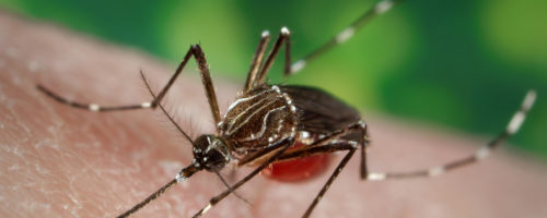 A female Aedes aegypti mosquito. Credit: CDC/James Gathany. Zika news coverage.