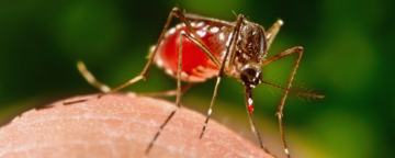 A female Aedes aegypti mosquito finishes feeding. Credit: CDC/James Gathany.