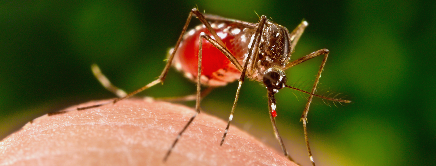 A female Aedes aegypti mosquito finishes feeding. Credit: CDC/James Gathany.