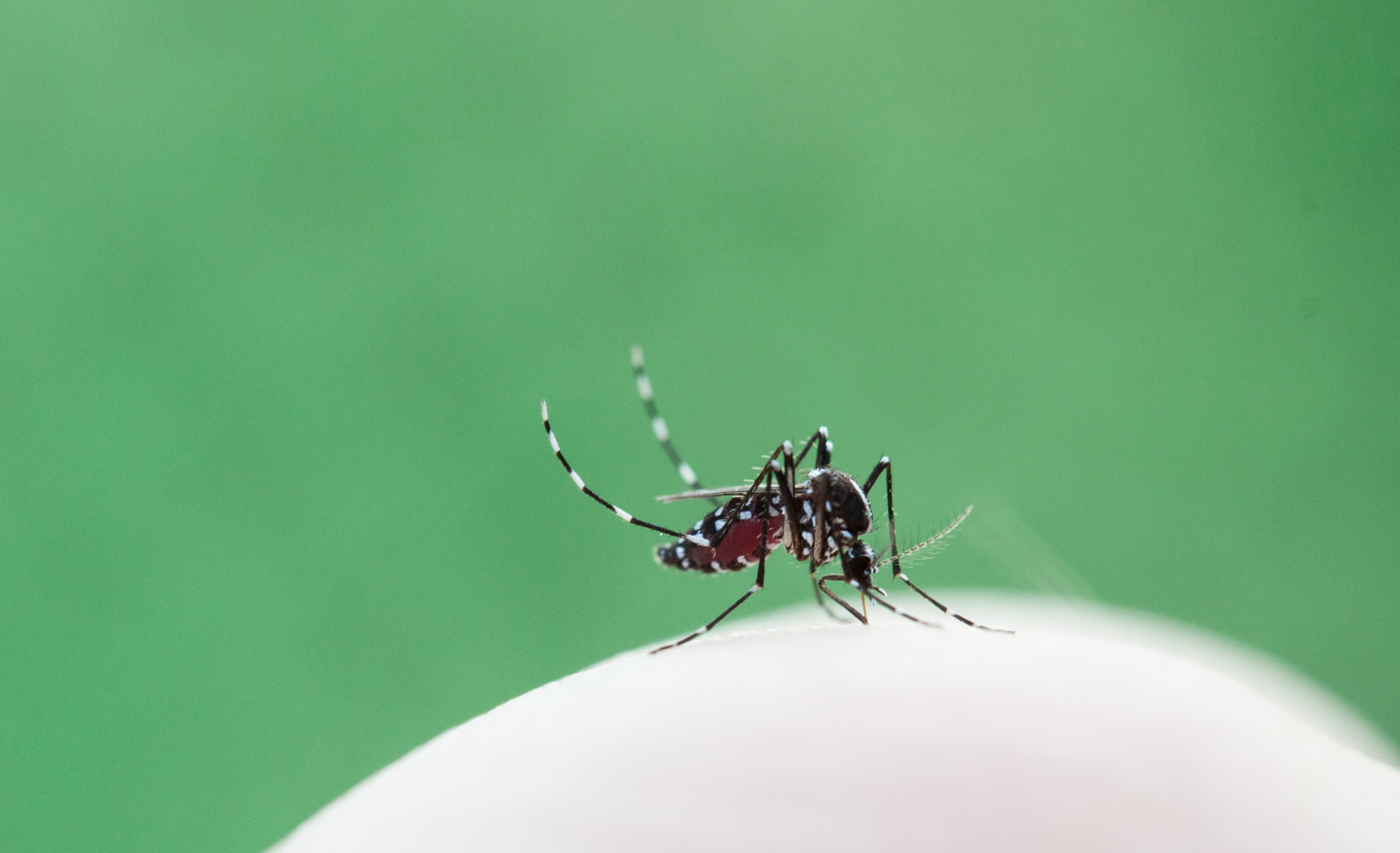 A female mosquito.