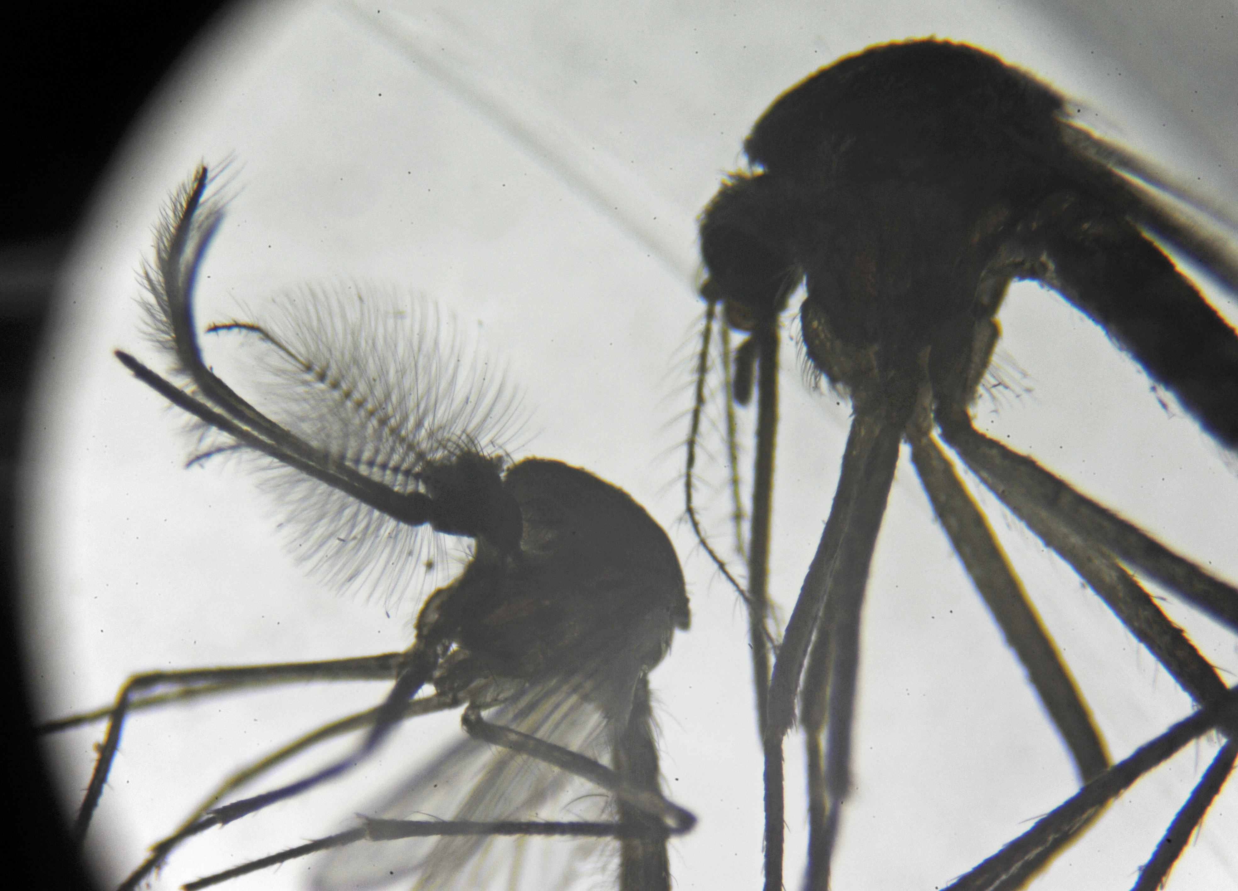 Male mosquito (left) and female mosquito (right) shown through a microscope. Credit: U.S. Air Force/Staff Sgt. Caleb Pierce.