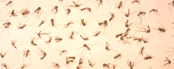 Dead mosquitoes prepared for sorting. Credit: CDC/James Stewart,