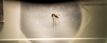 Aedes mosquito examined under microscope. Credit: U.S. Air Force/Staff Sgt. Andrew Lee.