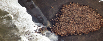 Walrus haul-out in Point Lay, AK, August 2014. Credit: Corey Accardo, NOAA/NMFS.