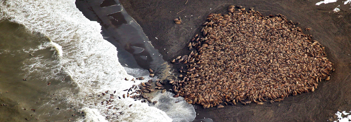 Walrus haul-out in Point Lay, AK, August 2014. Credit: Corey Accardo, NOAA/NMFS.