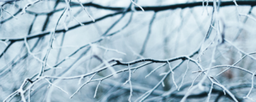 Winter branches. Credit: Anna Popovic.